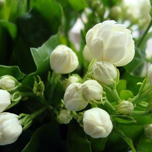 Online Buy Wholesale jasmine flower seeds from China jasmine flower seeds Wholesalers