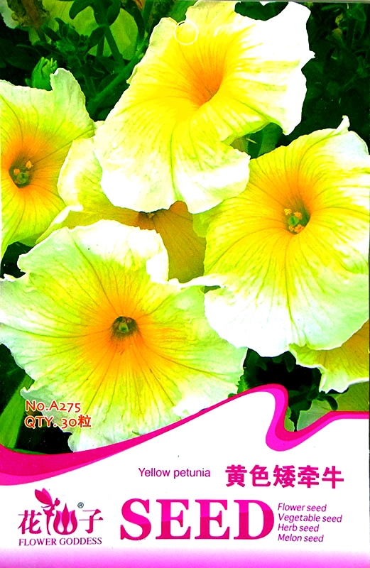 Heirloom Yellow Petunia with White Edge Annual Flower Seeds, Original Pack, 30 Seeds / Pack A275