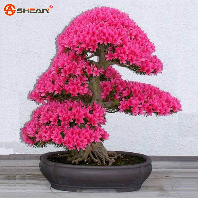 Hot-selling-red-sakura-seeds-oriental-cherry-blossom-seeds-Bonsai-plants-Seeds-for-home-garden-10