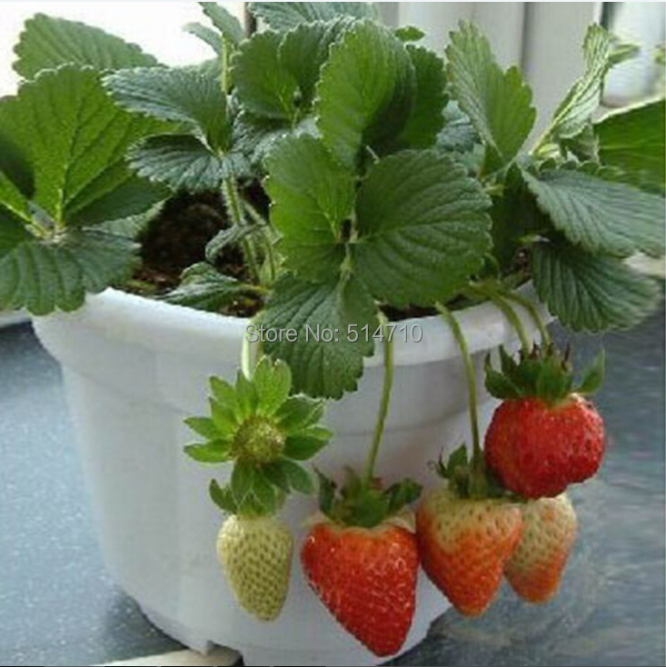 300pcs free shipping Bonsai strawberry seeds edible fruit seeds sown four quarters Strawberries