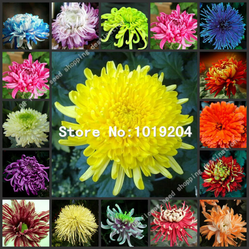  chrysanthemumseedscolorfulflowerseedsbeautifulpottedplantseeds