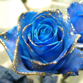 1 Professional Pack, 500 Seeds, Natural Fragrant Sparkling Golden Blue Rose Seeds #A00199