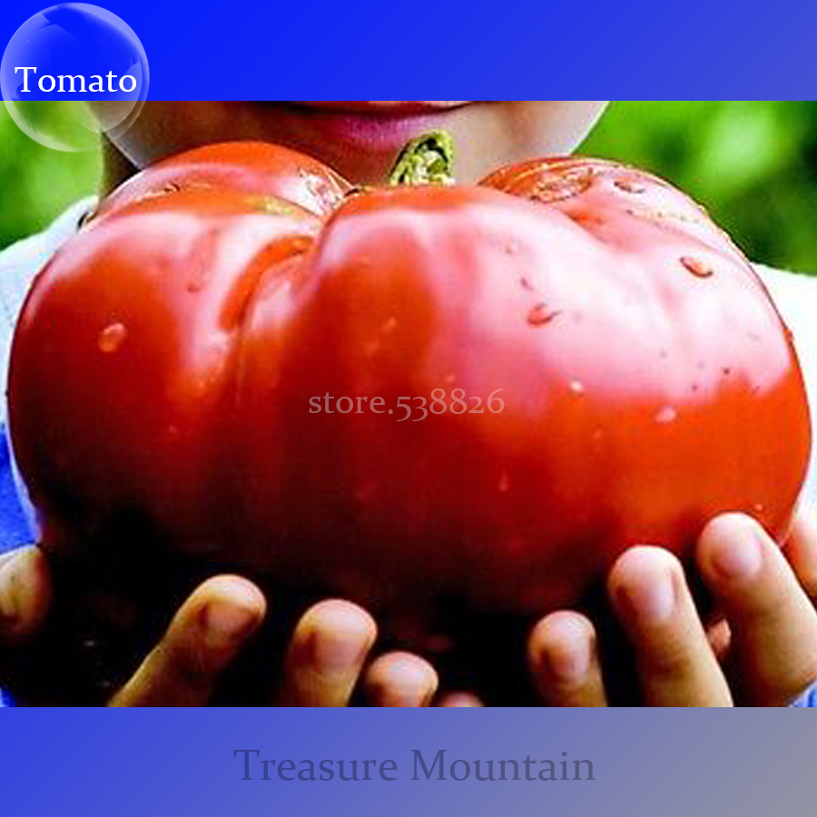 Heirloom Giant Monster Tomato Genuine Fresh Seeds, Professional Pack, 100 Seeds / Pack, Very Rare Vegetables TS177