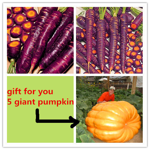 Purple carrot coupon code