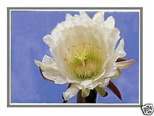 New Display for Toshiba Satellite C50D-A-11Q 15.6″ Laptop LCD LED Screen