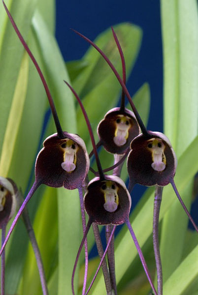 8 kinds Cute Monkey Face Orchid Seeds Monkey Orchid Bonsai plants Flowers Seeds for home garden