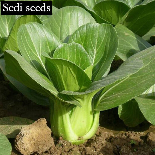 Asian Vegetable Seeds For Sale 89