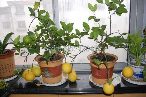 Lemon seeds Indoor outdoor BONSAI seeds Edible Yellow Lemon Tree Seeds organic food tea gift 100