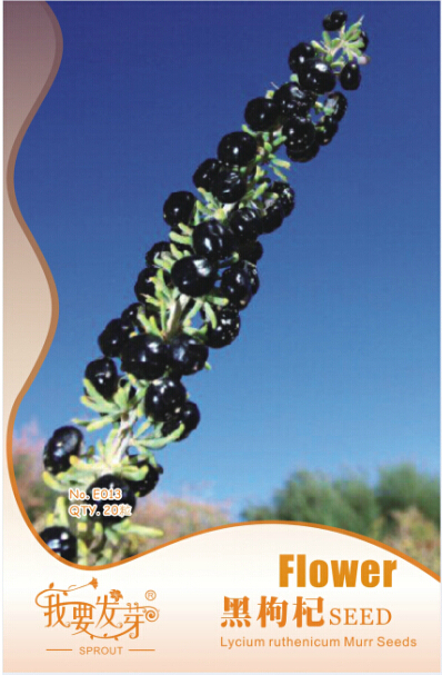 10 Original Packs, 20 seeds / pack, Fresh Feral Organic Black Goji Berry Herbs Seeds