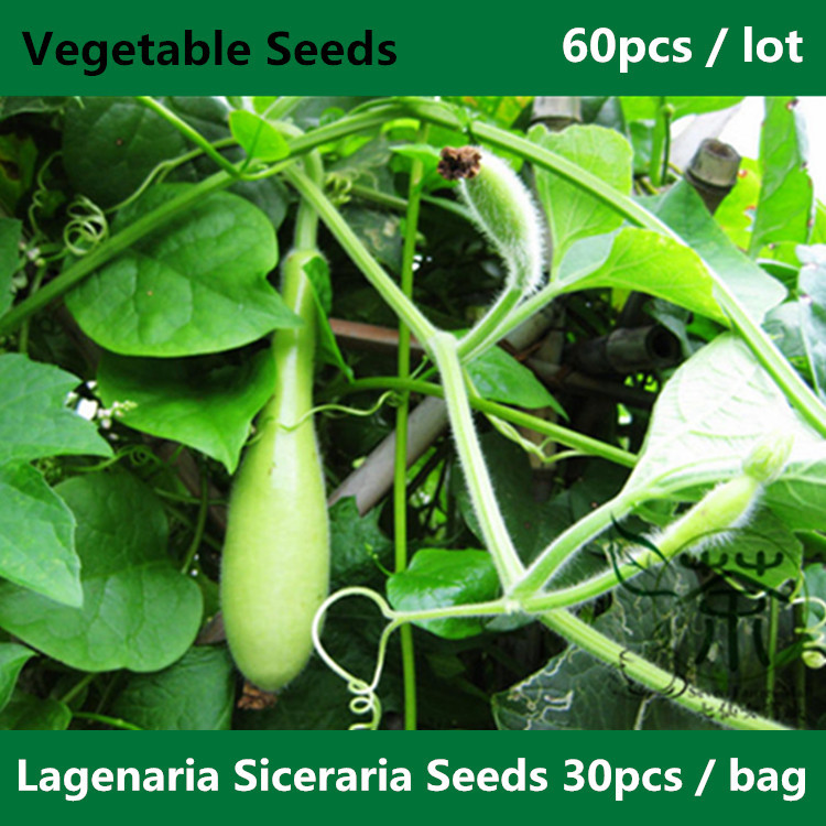 Bottle Gourd Lagenaria Siceraria Seeds For Planting 60 pcs, Widely Cultivated Vegetable Seeds