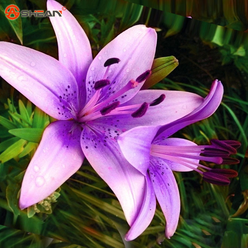 g01.a.alicdn.com/kf/HTB1QZ1.NFXXXXaiXFXXq6xXFXXXC/New-Purple-Lily-Plants-Indoor-Bonsai-Perfume-Lily-Seeds-Lily-Flower-Seeds-for-Home-Garden-50.jpg