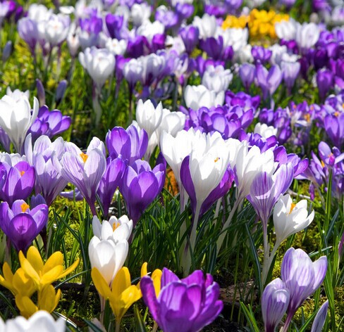  sativus   - 100          Semillas sementes--    