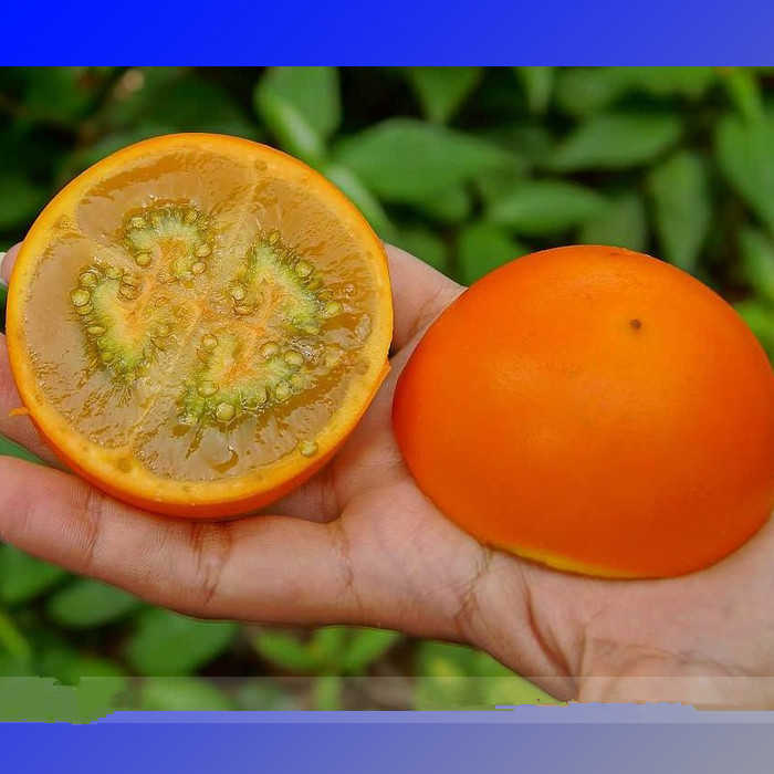 Are orange seeds edible?