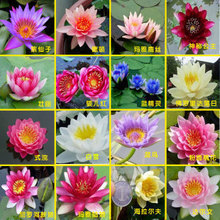 Hydroponic flowers small water lily seeds mini lotus seeds bonsai seeds set hydrophyte  – 30 pcs seeds