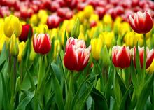 Tulip bulbs 5 pcs black white blue red rainbow purple pink tulip bulbs seeds this is