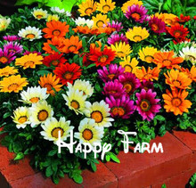 1000PCS bonsai flower seeds, beautiful courtyard essential colorful flower seeds for home & garden