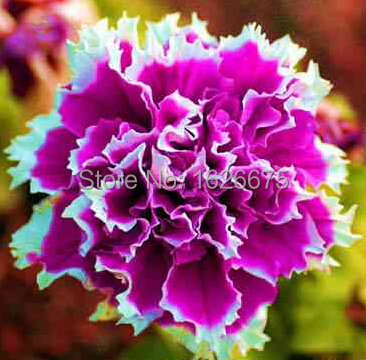 Petunia Petals Annuals Four Seasons Can Be Planted 10 Kinds of Colors This Is 100 Correct