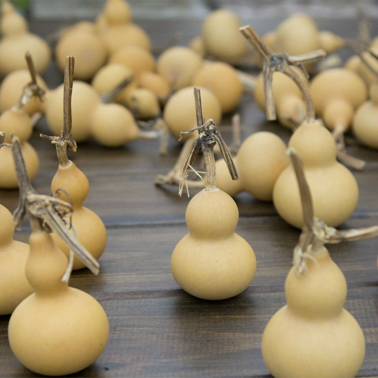 Online Buy Wholesale dried gourds from China dried gourds Wholesalers