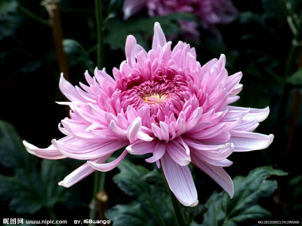 24Kinds 100pcs Chrysanthemum Seeds Flower Seeds Flowers Daisy Seeds 24Kinds 100pcs Chrysanthemum Seeds Flower Seeds Flowers Daisy Seeds