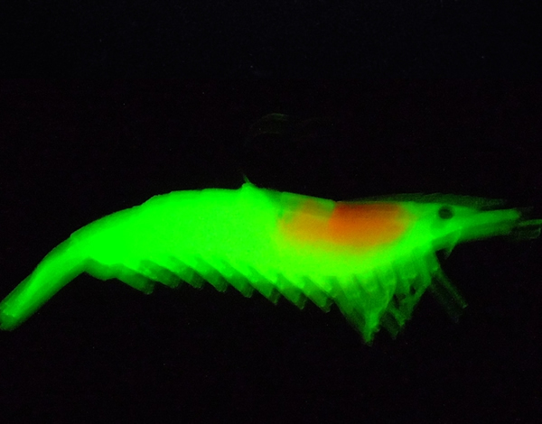 60mm 3g Noctilucent Soft Silicone Fish Lure Prawn Shrimp Fishing Lures Hook Bait