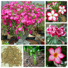 Desert Rose flower seeds in bulk,Apocynaceae Adenium obesum seeds,100% is truly rare and expensive species,1 pcs/bag