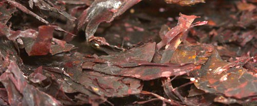 red-seaweed