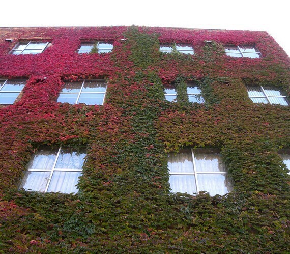 Free-shipping-Flower-seeds-Boston-ivy-Seeds-50PCS-Parthenocissus-Foliage-Flower-Green-Plant-Home-Gardening-Climb (1)
