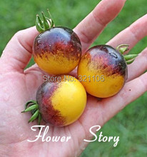 Free Shipping ,Big Promotion 25 Tomato Seeds–Bumble Bee Heirloom Tomato Seed, real seeds