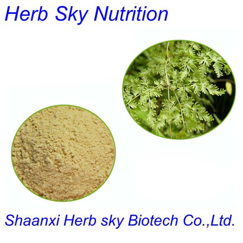GMP factory supply herb Lygodium Japonicum Extract 100g/lot