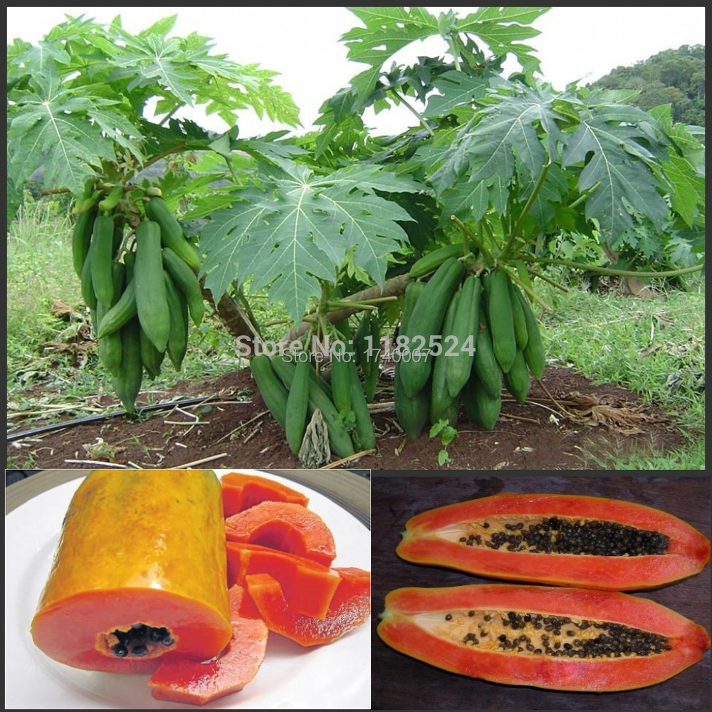 30pcs/bag Papaya seeds succulent plant very easy f...