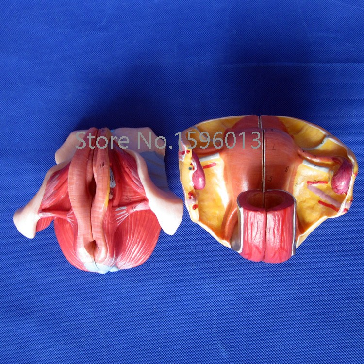 modelfemale genital