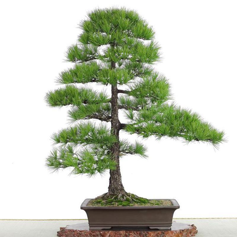 Hot 60 PCS Thunbergii Seeds Black Pine bonsai Tree Seeds Potted Plants Balcony Seating Japanese Pine