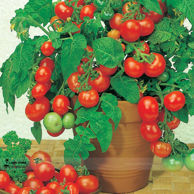 Rare Heirloom UK Bright Red Bonsai Cherry Tomato Organic Seeds, Professional Pack, 100 Seeds / Pack, Excellent Tasty Fruit