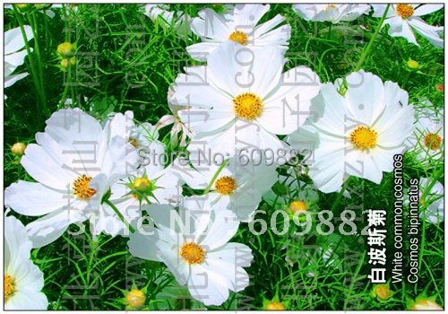 Карликовое дерево FLOWER GODDESS 5 * 250 A178 карликовое дерево flower goddess 3 nutate 50 a101