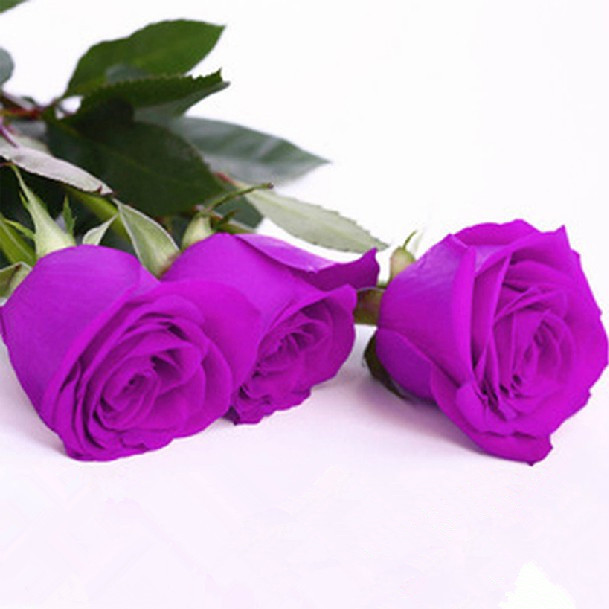 100-PCS-Seeds-font-b-Violet-b-font-Rose-