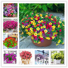 24 kinds hanging petunia seeds,garden Petunia, Petunia Seeds, Mixed color – 200 seeds/lot,#064HDU