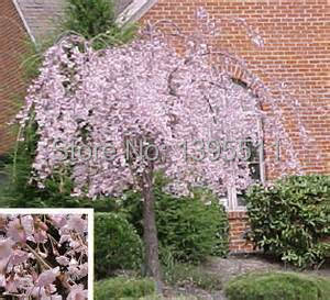 10 pink fountain weeping cherry tree DIY Home Garden Dwarf Tree everybody wants it Free Shipping