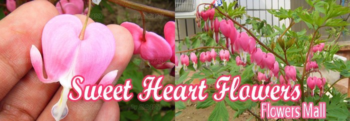 heart flower