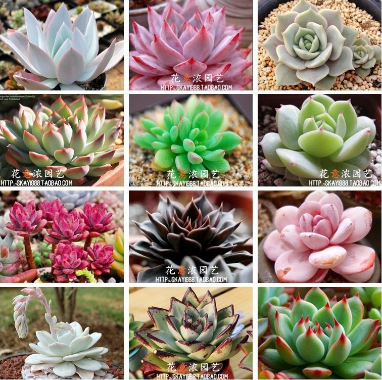 Promotion! Free Shipping 1000+ Echeveria MIX Seeds...