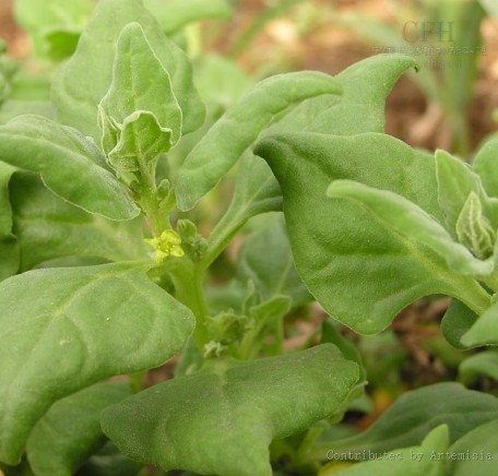 VEGETABLE SEEDS ORGANIC vegetable seeds organic: