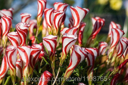 Free-shipping-Oxalis-versicolor-flowers-seeds-50PCS-World-s-Rare-Flowers-For-Garden-home-planting-O (1)