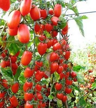 100pcs/pack.Free shipping red pear tomato seeds vegetable seeds for DIY home garden