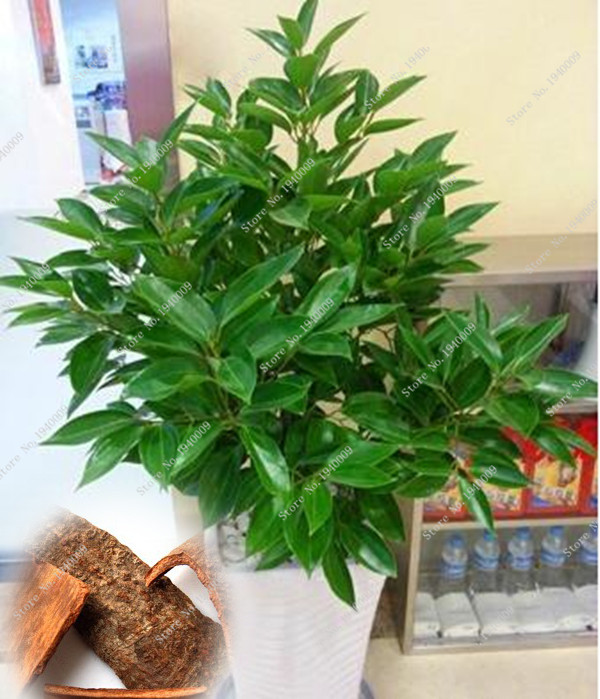 Compra árbol de la canela online al por mayor de China, Mayoristas de