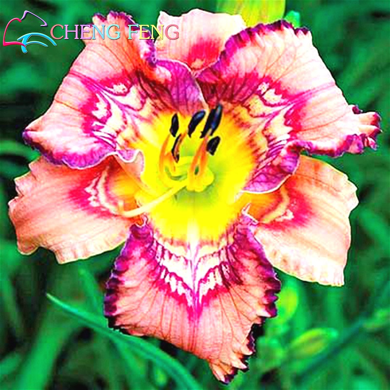 Image Result For Hemerocallis Colour Image Result For Hemerocallis Colour