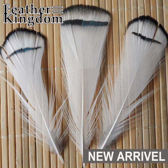 lady amherst pheasant feather -700