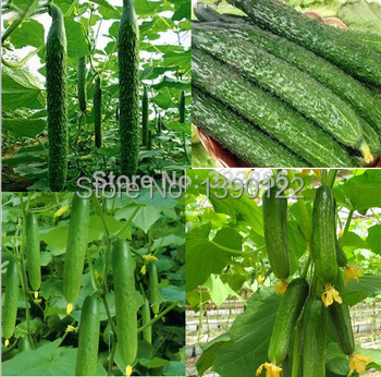 Grade AAAA 100pcs fruit cucumber seeds Cuke Seeds Green vegetable seeds of cucumbers seeds for home