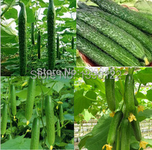 Grade AAAA 100pcs  fruit cucumber seeds,Cuke Seeds, Green vegetable seeds of cucumbers seeds for home garden