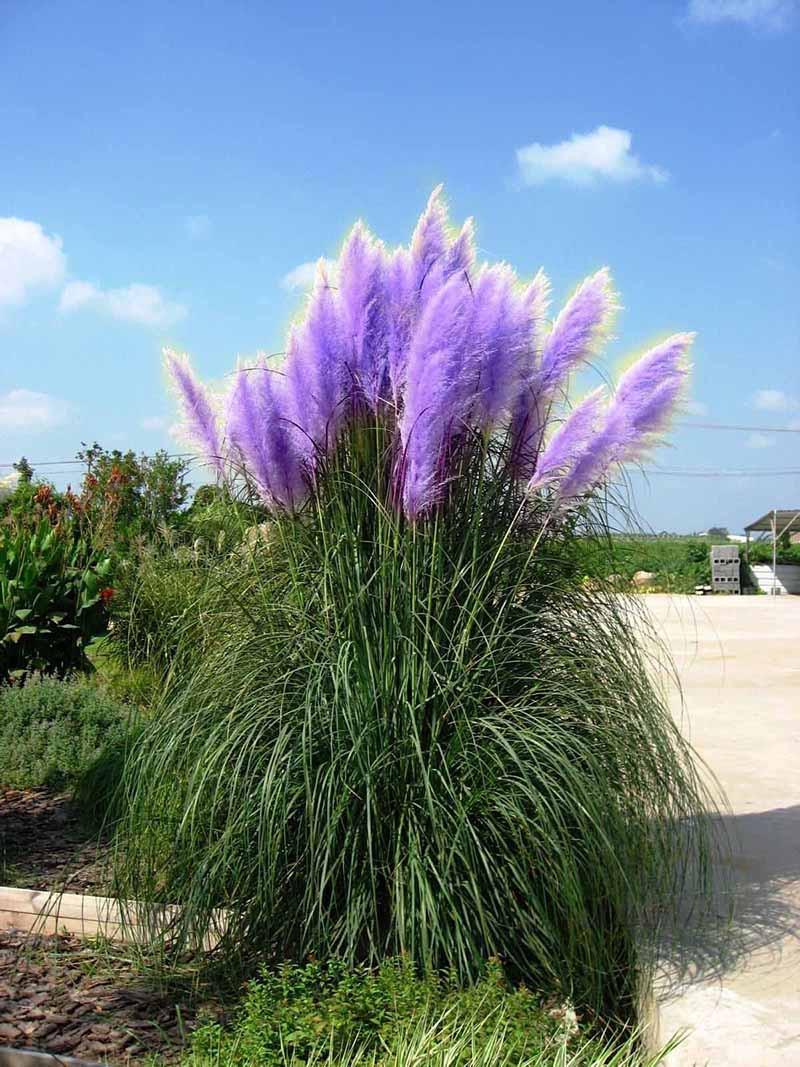 1000 Purple Pampas Seeds Ornamental Grass Pampas Purple Cortaderia Selloana Ebay