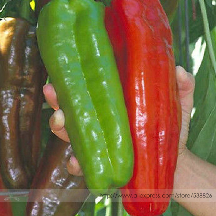 100% True Giant 100 Pepper Seeds Giant Marconi Hybrid Sweet Pepper, DIY Home Garden Vegetable Plant NF881