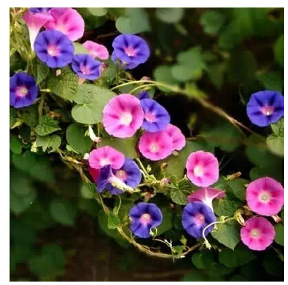 20 different Hanging petunia seeds blended color flower seeds plant seeds garden petunia 100 pcs
